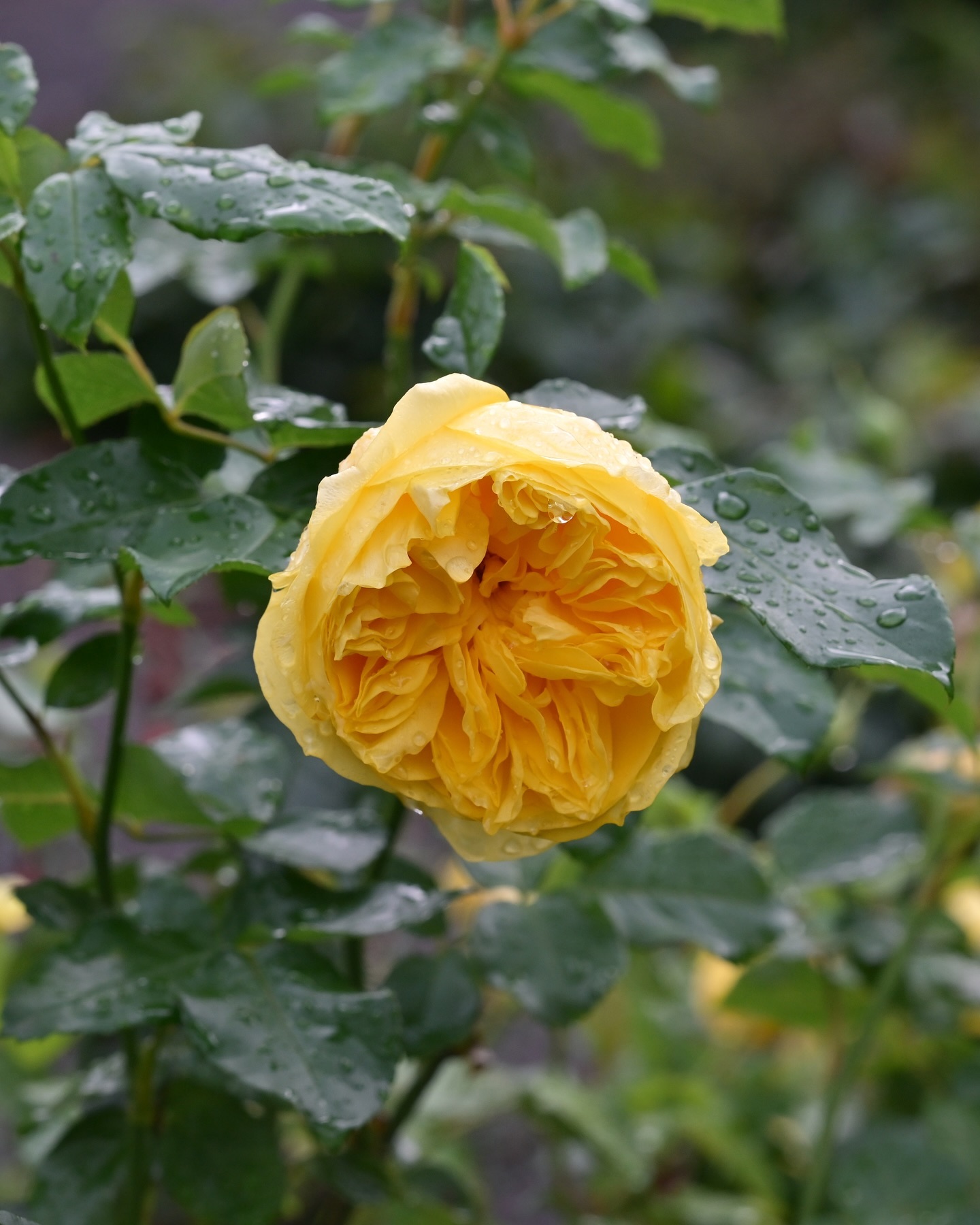 Binding rocks around the park. I love this time of year.