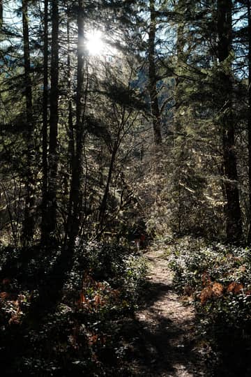 Rhododendron and Mt. Hood